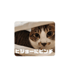 猫のスタンプ(関西弁)（個別スタンプ：30）