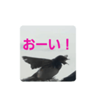 偶然出会ったツバメさん一家（個別スタンプ：1）