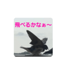 偶然出会ったツバメさん一家（個別スタンプ：4）