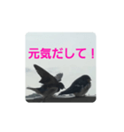 偶然出会ったツバメさん一家（個別スタンプ：6）