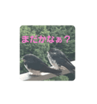 偶然出会ったツバメさん一家（個別スタンプ：11）