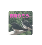 偶然出会ったツバメさん一家（個別スタンプ：12）