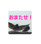 偶然出会ったツバメさん一家（個別スタンプ：14）