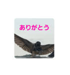 偶然出会ったツバメさん一家（個別スタンプ：15）