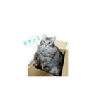 あむくん①（個別スタンプ：2）