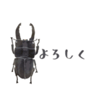 ゆるっと昆虫～カブトムシ＆クワガタムシ（個別スタンプ：4）