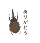 ゆるっと昆虫～カブトムシ＆クワガタムシ（個別スタンプ：10）