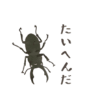 ゆるっと昆虫～カブトムシ＆クワガタムシ（個別スタンプ：11）