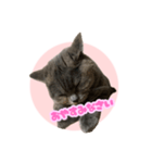 ねこのこはるちゃん（個別スタンプ：1）