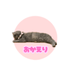 ねこのこはるちゃん（個別スタンプ：2）