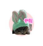 ねこのこはるちゃん（個別スタンプ：3）