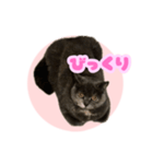 ねこのこはるちゃん（個別スタンプ：4）