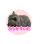 ねこのこはるちゃん（個別スタンプ：5）