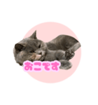 ねこのこはるちゃん（個別スタンプ：6）