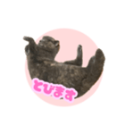 ねこのこはるちゃん（個別スタンプ：8）