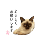 荒木とろろ（個別スタンプ：3）