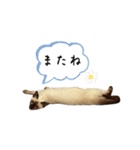 荒木とろろ（個別スタンプ：6）