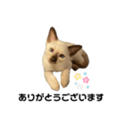 荒木とろろ（個別スタンプ：7）