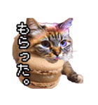 猫ミーム【マカロン猫】（個別スタンプ：7）