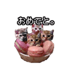 猫ミーム【マカロン猫】（個別スタンプ：27）