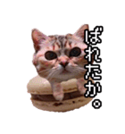 猫ミーム【マカロン猫】（個別スタンプ：28）