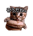 猫ミーム【マカロン猫】（個別スタンプ：40）