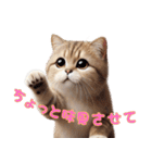 ねこグルメの日常（個別スタンプ：24）