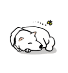 白い柴犬さん2（個別スタンプ：16）