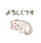 色々にゃんこ 毎日使う言葉（個別スタンプ：23）