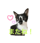 いごちゃんのごあいさつ（個別スタンプ：8）