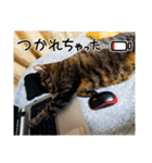 愛猫ティン・パンのドラゴン・リースタンプ（個別スタンプ：5）