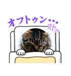 愛猫ティン・パンのドラゴン・リースタンプ（個別スタンプ：14）