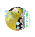 マメルリハ達20（個別スタンプ：3）