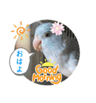 マメルリハ達20（個別スタンプ：4）