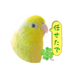 マメルリハ達20（個別スタンプ：7）