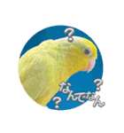 マメルリハ達20（個別スタンプ：11）