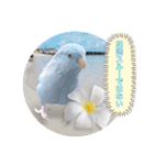 マメルリハ達20（個別スタンプ：12）