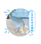 マメルリハ達20（個別スタンプ：14）