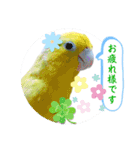 マメルリハ達20（個別スタンプ：15）