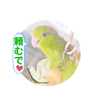 マメルリハ達20（個別スタンプ：17）