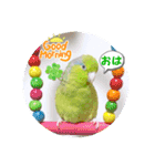 マメルリハ達20（個別スタンプ：21）