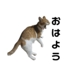 こたとらちょび(黒文字版)（個別スタンプ：1）