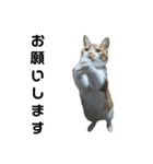 こたとらちょび(黒文字版)（個別スタンプ：13）
