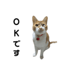 こたとらちょび(黒文字版)（個別スタンプ：16）