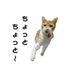 こたとらちょび(黒文字版)（個別スタンプ：34）
