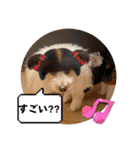 めるるの19（個別スタンプ：12）