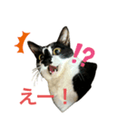 いごちゃんのごあいさつ2（個別スタンプ：1）