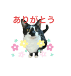 いごちゃんのごあいさつ2（個別スタンプ：6）