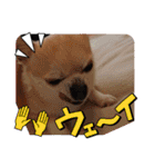 428(6)（個別スタンプ：12）