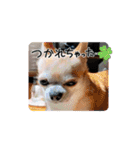 428(6)（個別スタンプ：13）